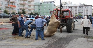 Kurbanlarını  Keserken Zor Anlar Yaşadılar