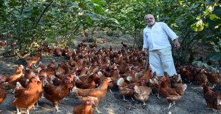 7 Yıl Önce 60 Tavukla Başladı, Şimdi Parmakla Gösteriliyor