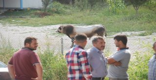 Uygulama Noktasında Durdurulan Kamyonetteki Boğa Kaçtı