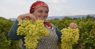 (Özel) Çekirdeksiz Üzümün Türkiyedeki İlk Hasadı Buldanda Başladı