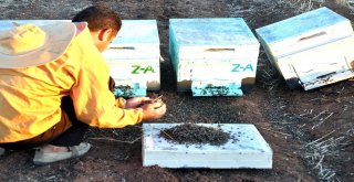 Şanlıurfada Arı Ölümleri