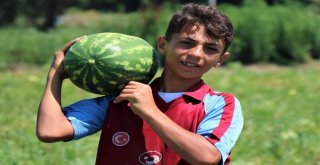 Bafra Ovasında Karpuz Ve Domates Hasadı