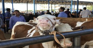 Siverekte Kurbanlıklar Pazara İndi