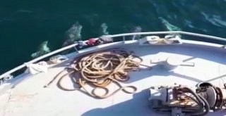 Yunusların Balıkçılara Rehberliği Kamerada