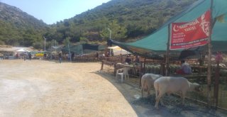 Kuşadasında Kurbanlıklar Elde Kaldı