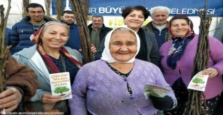 İzmir Büyükşehirin Meyve Fidanı Dağıtımı 4 Milyona Koşuyor