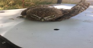 Yaralı Kuşlar Tedavi Altına Alındı