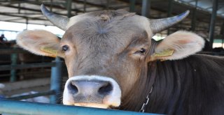 Firari Düve Bir Yıl Sonra Ortaya Çıktı