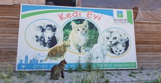 (Özel Haber) Sokak Hayvanları İçin Sosyal Sorumluluk Projesi