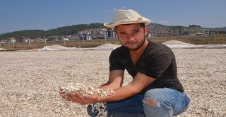 Tavas Ovasında Ayçiçeği Hasadı Başladı