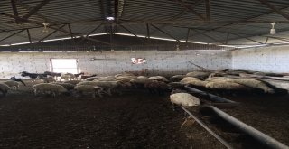 Vatandaşı Dolandırıp Çiftlik Kurdu