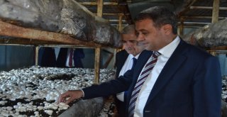 Vali Şıldak: “Altınyaylada Günde 20 Tom Mantar Yetiştiriliyor”