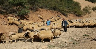 Yaylacılar Dönüş Yolculuğuna Başladı