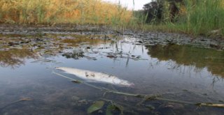 Manavgatta Balık Ölümleri