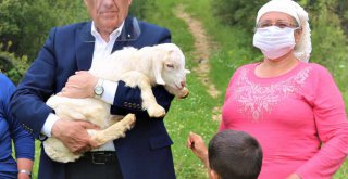 Büyükşehir Üç İlçede Kıl Keçisi Dağıtacak