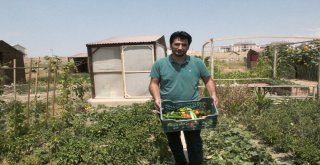 Van Gölü Kıyısındaki Hobi Bahçesinde Yılın İlk Hasadı