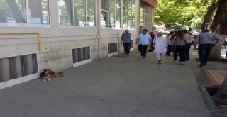 Aşırı Sıcaklarda Sokak Hayvanlarına Yardımcı Olalım Uyarısı