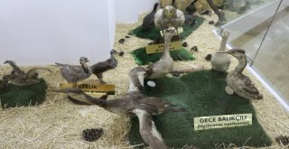 Gaziantep Zooloji Ve Doğa Müzesine Yoğun İlgi