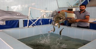 Van Balığı Tezgahlardaki Yerini Aldı