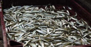 (Özel Haber) Balıkçılar Bu Balığa Av Yasağı Getirilmesini İstiyor