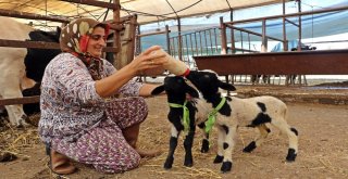 Anneleri Doğumda Ölen İkiz Kuzulara ‘Özel Anne Şefkati