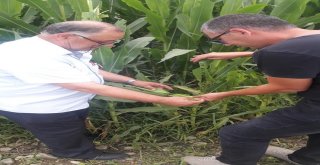 Malkara İlçe Tarım, Mısır Tarlalarında İncelemelerini Sürdürüyor