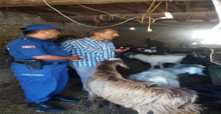 Çalınan Keçileri Bulununca Sarılıp Hasret Giderdi