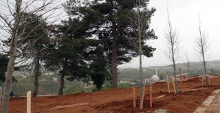 Trabzona 3 Milyon 940 Ağaç, Çalı Türü Bitki Ve Çiçek Dikildi
