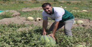Onlarca Kiloluk Karpuzlar Görücüye Çıktı