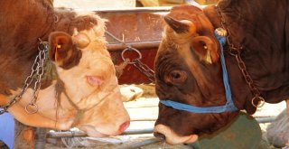 Kurban Satıcılarından Dolar Tepkisi