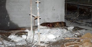 Kadını Ve Köpeğini Kurtarmak İsteyen Mahalleli Saldırgan Köpeği Bıçakladı