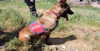 Leylanın Bulunması İçin Metruk Evlerde Kazı Yapıldı