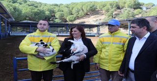 Aydın Büyükşehir Belediyesi 70 Aileye Sakız Koyunu Hibe Etti