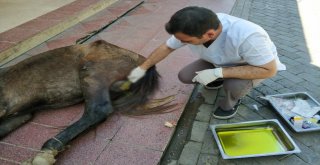 Yaralı Ata Aydın Büyükşehir Sahip Çıktı