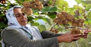 Kurak Hava Kivide Erken Hasat Başlattı