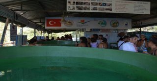 Deniz Kaplumbağalarına Yerli Ve Yabancı Turist İlgisi