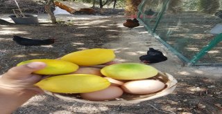 Mimarlıktan Hayvancılığa