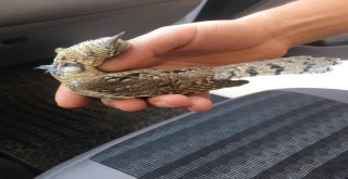 Yaralı Boyun Çeviren Kuş Tedavi Altına Alındı