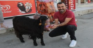 Pazardan Aldığı Keçi Çocuğu Gibi Oldu