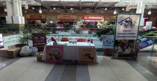 Meysu Çocuk Kulübünde Hayvanları Koruma Günü Etkinlikleri