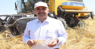 (Özel) Buğdayın Atası ‘Siyezin Hasadı Devam Ediyor