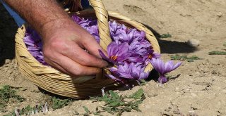 Kilosu 30 Bin Tl Olan Safranda Hasat Başladı