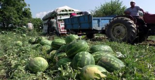 Tarladan Sofraya Atça Karpuzu
