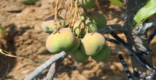 Alanya'da Mango Hasadı Başladı
