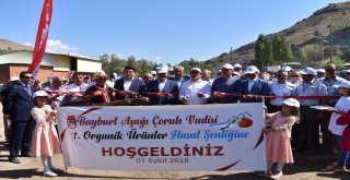 Hasat Şenliği Coşkusu Artarak Devam Etmeli