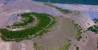 Kütahyada Eski Maden Sahaları Ağaçlandırılıyor