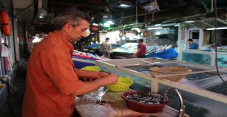 Deniz Balıkları, Denize Kıyısı Olmayan Şehirlerde Yerini Almaya Başladı