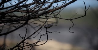 Vali Küçük: Yangın Sigara İzmariti Veya Cam Kırığından Çıkmış Olabilir