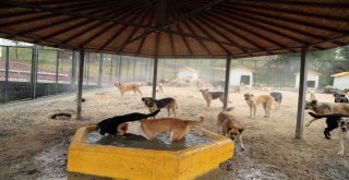 Sıcak Havadan Bunalan  Sokak Hayvanları Buharla Serinletiliyor