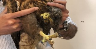 Karsta Vatandaşların Bulduğu Yaralı Kızıl Şahin Tedavi Edilecek